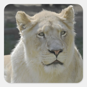 Portrait of white lioness square sticker
