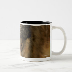 Portrait of wolf growling Two-Tone coffee mug