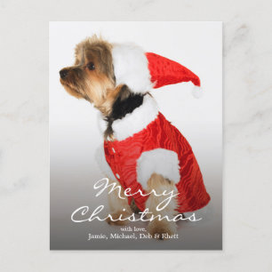 Portrait of Yorkshire Terrier Wearing Santa Hat Holiday Postcard