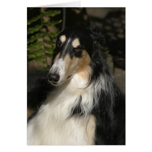 Portrait of Zulu (Front)