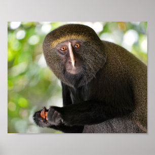 Portrait owl-faced monkey postcard square sticker  poster