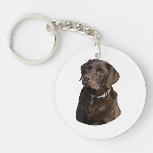Portrait photo de chien du Labrador de chocolat