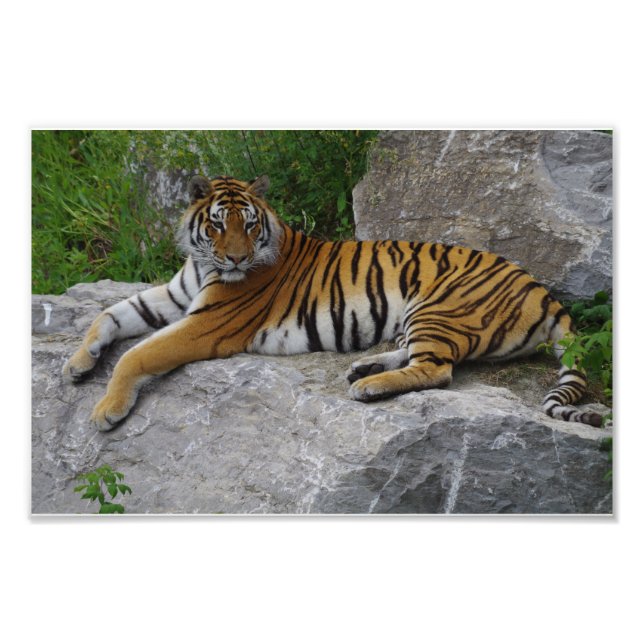 Portrait Photo of a Siberian Tiger Print (Front)