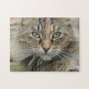 Portrait Photo Tabby Cat  Jigsaw Puzzle
