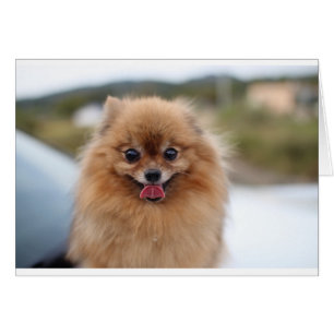 Portrait Pomeranian Dog