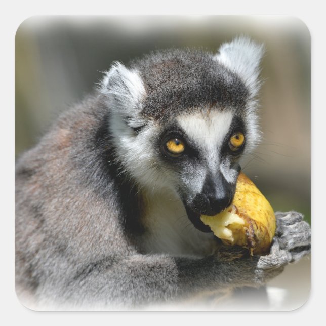 Portrait ring-tailed lemur eating a banana square sticker (Front)