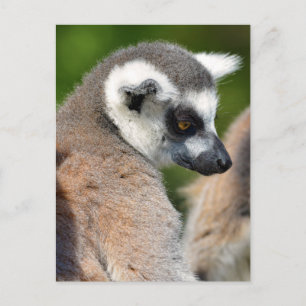 Portrait ring-tailed lemurs postcard