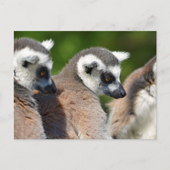 Portrait ring-tailed lemurs postcard (Front)