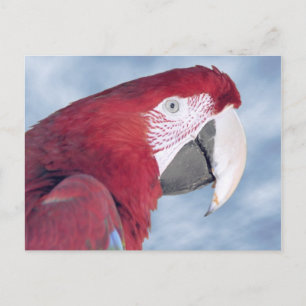 Portrait Scarlet macaw eating carrot Postcard