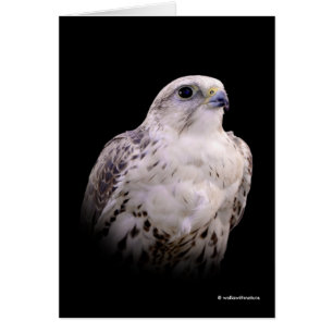 Portrait signé d'un faucon de Saker curieux