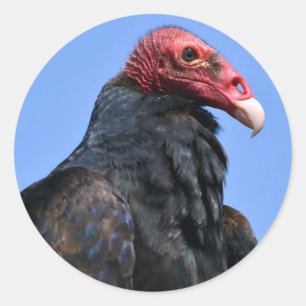 Portrait Turkey vulture Classic Round Sticker