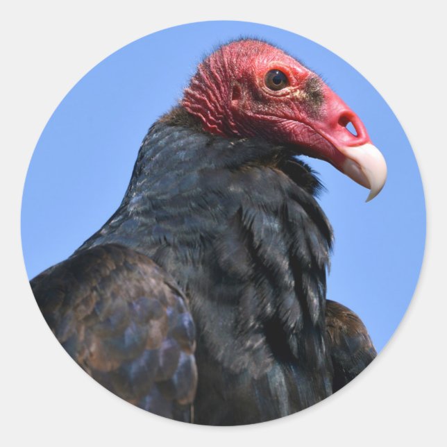 Portrait Turkey vulture Classic Round Sticker (Front)