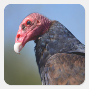 Portrait Turkey vulture Square Sticker