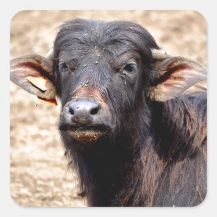 Portrait water buffalo calf square sticker