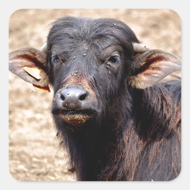 Portrait water buffalo calf square sticker (Front)