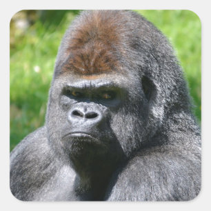 Portrait western lowland gorilla square sticker