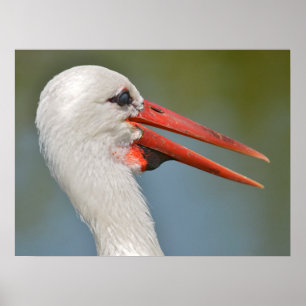 Portrait white storks the open beak poster