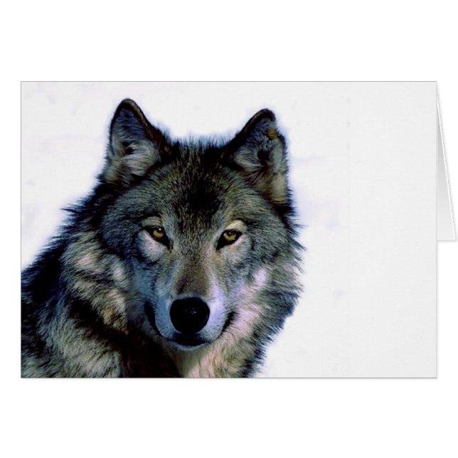 Portrait Wolf (Devant horizontal)