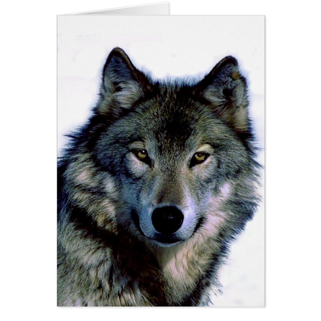 Portrait Wolf (Devant)