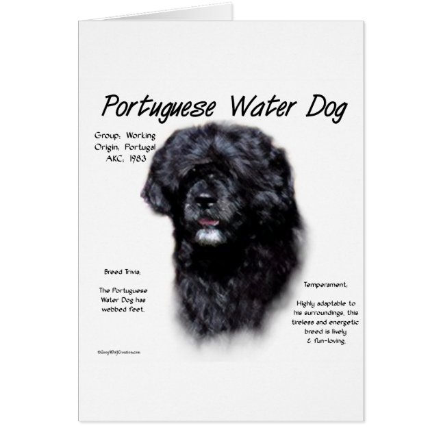 Portugais de l'histoire des chiens d'eau Design (Devant)