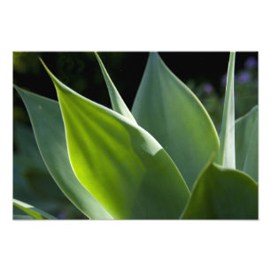 Portugal, Madeira Island, Funchal. Botanical Photo Print