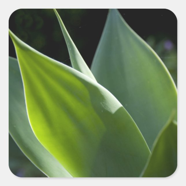 Portugal, Madeira Island, Funchal. Botanical Square Sticker (Front)