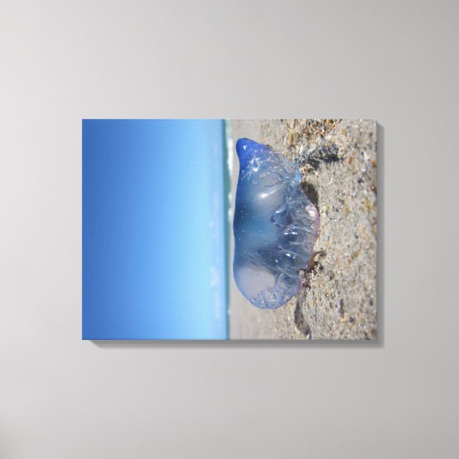 Portuguese Man O' War Canvas Print (Front)