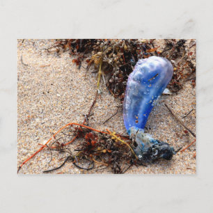Portuguese Man of War #1 Postcard