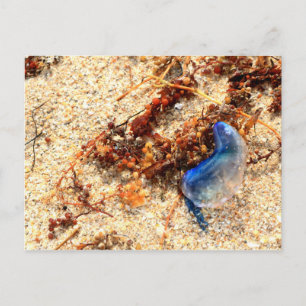 Portuguese Man of War #2 Postcard