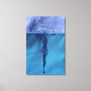 Portuguese Man-of-war Canvas Print