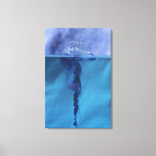 Portuguese Man-of-war Canvas Print (Front)