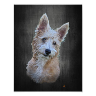 Portuguese Podengo Pequeno Photo Print