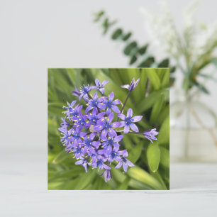 Portuguese Squill Flowers Closeup Nature Photo Card