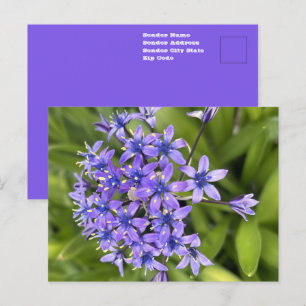 Portuguese Squill Flowers Closeup Nature Photo  Postcard