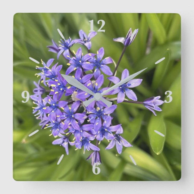 Portuguese Squill Flowers Closeup Nature Photo Square Wall Clock (Front)