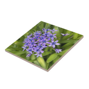 Portuguese Squill Flowers Closeup Nature Photo Tile