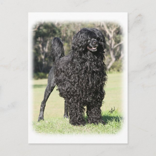 Portuguese Water Dog 9Y510D-338 Postcard (Front)