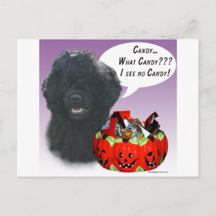 Portuguese Water Dog Halloween Candy Postcard