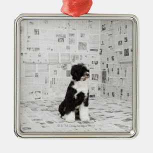 Portuguese Water Dog in room covered in Metal Ornament