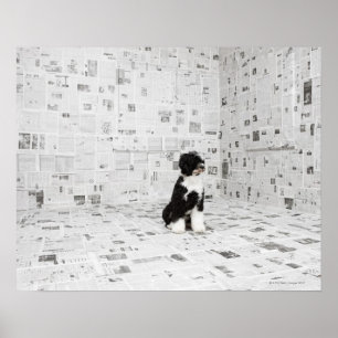 Portuguese Water Dog in room covered in Poster