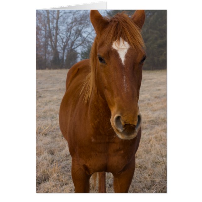Pose de cheval (Devant)