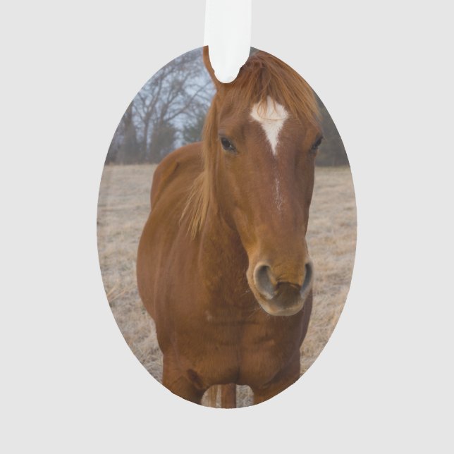 Pose de cheval (dos)