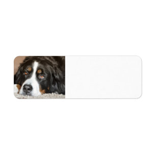 pose de chien de montagne bernese