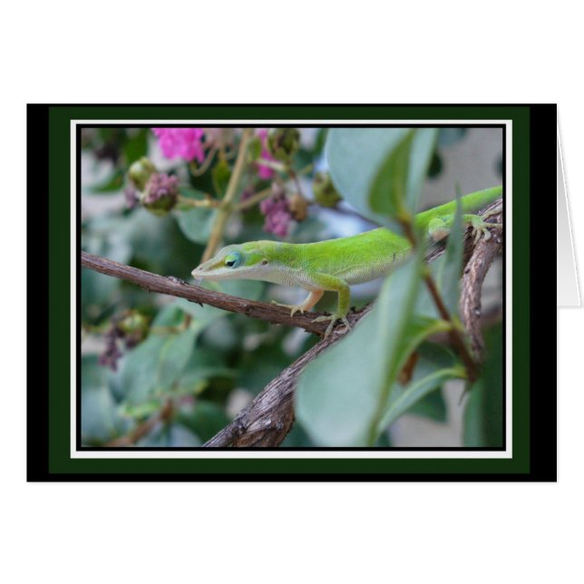 Pose de la carte d'Anole (Devant horizontal)