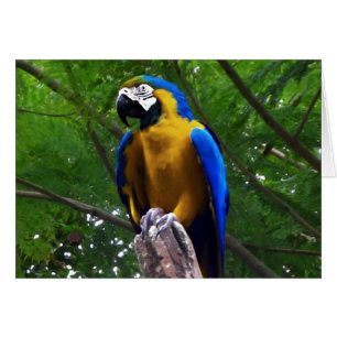 Pose de perroquet ~ Carte