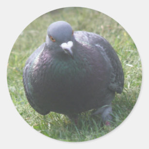 Poser Sticker Pigeon