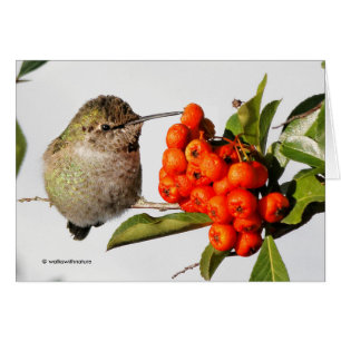 Poses de colibri d'Anna avec la Pyracantha