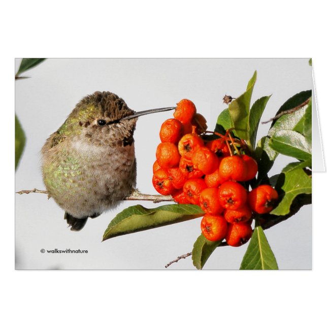 Poses de colibri d'Anna avec la Pyracantha (Devant horizontal)