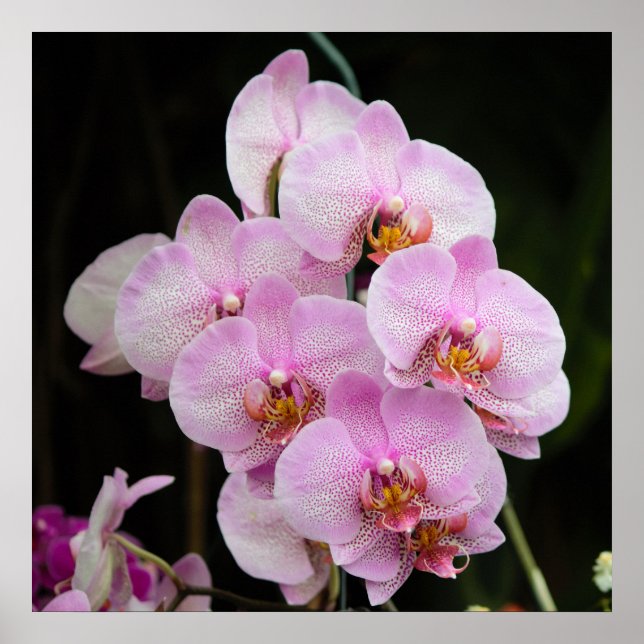 Posh Pink Orchidées Poster (Devant)