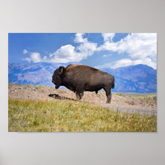 Posing Bison Bull, Hayden Valley, Yellowstone Poster (Front)